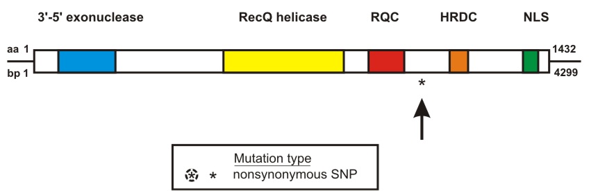 WRN mutation